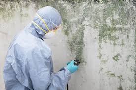 Why You Should Choose Our Mold Remediation Services in (206) 803-13630